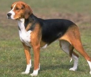 american-foxhound